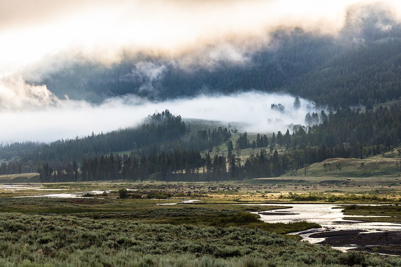 Yellowstone Wheelchair Access Guide: Geysers, Boardwalks, and Wildlife Viewing 5 A herd of bison grazing in Lamar Valley on a foggy morning in Yellowstone National Park